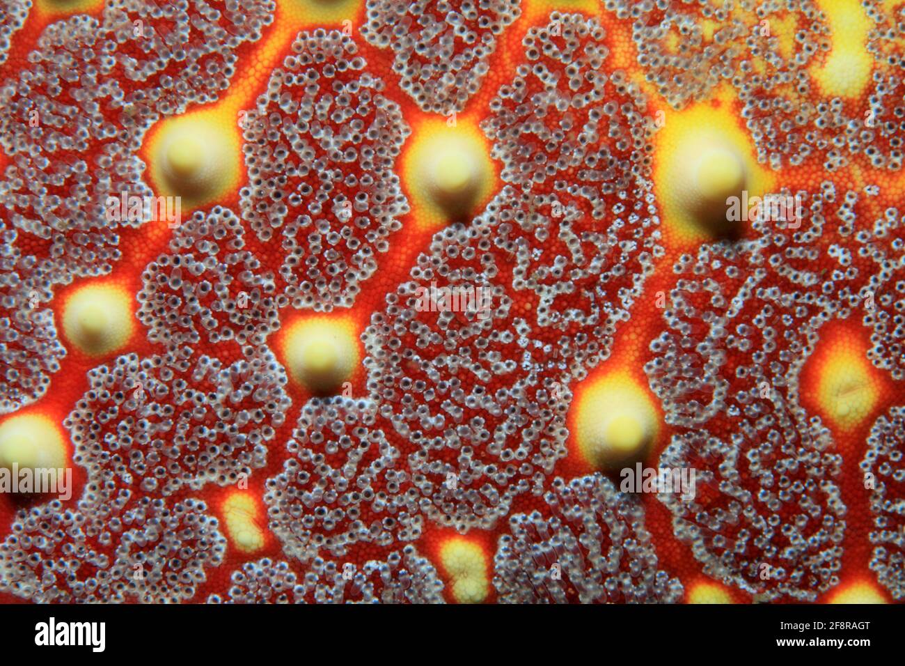 Nahaufnahme Seesterns (Indonesien) - Colse up of Sea star (Indonesia) Stock Photo