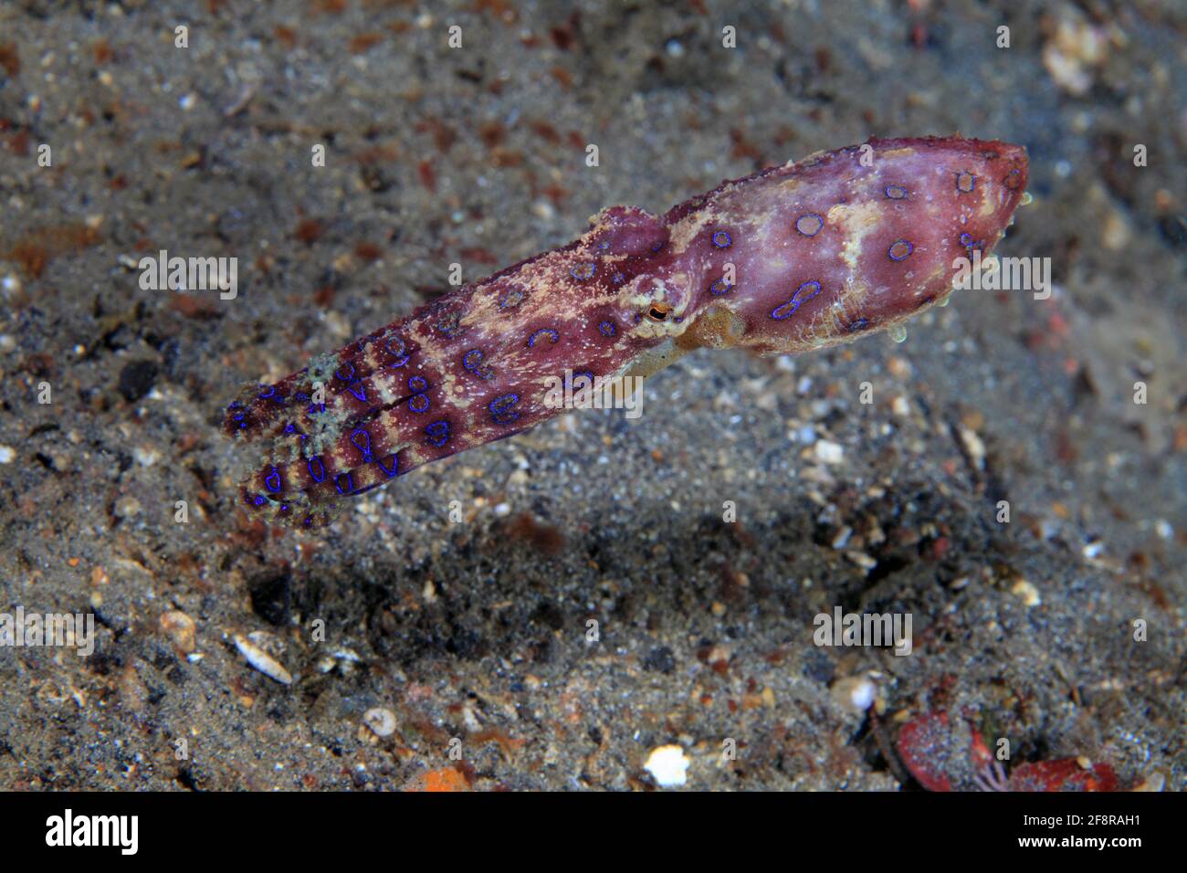 Blauringkrake (Hapalochlaena sp.4), (Lembeh, Sulawesi, Indonesien) - Blueringed octopus (Lembeh, Sulawesi, Indonesia) Stock Photo