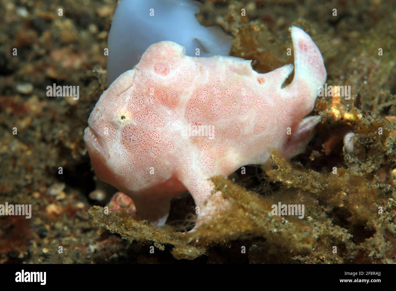 Rundflecken Anglerfisch, Painted frogfish, Antennarius pictus, Lembeh, Sulawesi, Indonesia Stock Photo