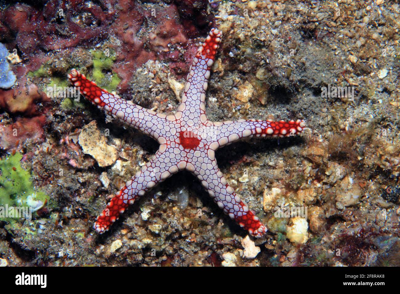Perl-Seestern, Necklace sea star, Fromia monilis, Lembeh, Sulawesi, Indonesia Stock Photo