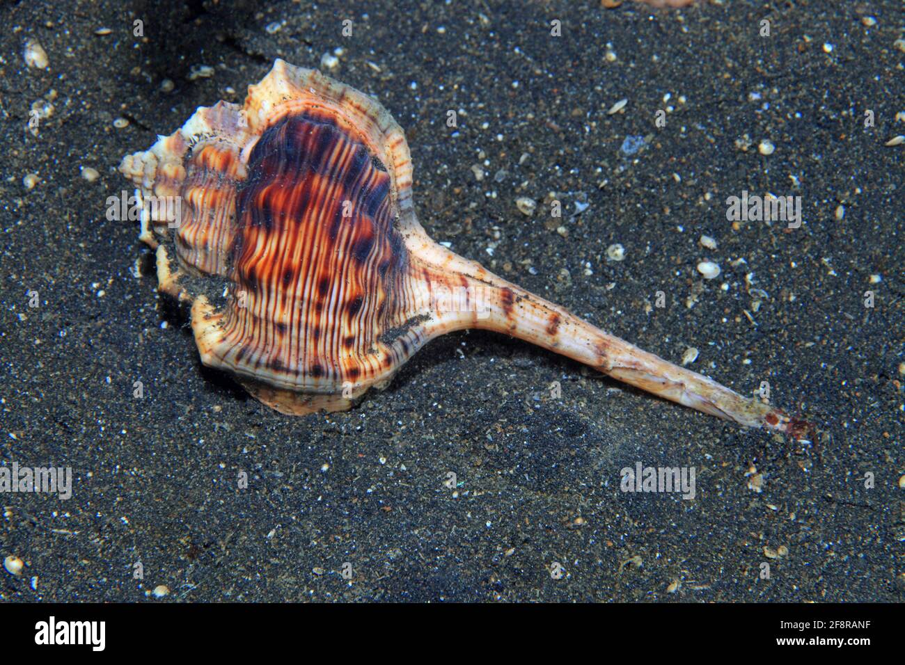 Schnepfenkopf, Sea snail, Haustellum haustellum Stock Photo