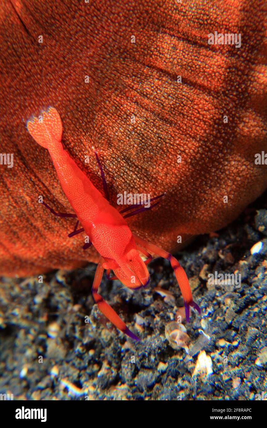 Imperatorgarnele, Emperor shrimp, Periclimenes imperator, Lembeh, Sulawesi, Indonesia Stock Photo