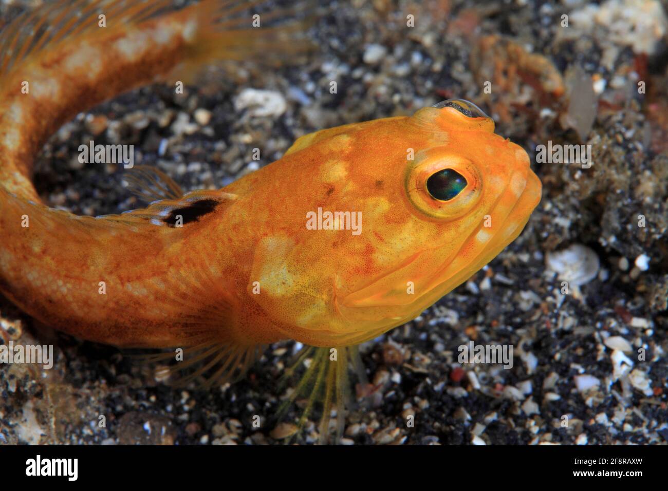 Kieferfisch, Jawfish, Opistognatus sp., Lembeh, Sulawesi, Indonesia Stock Photo