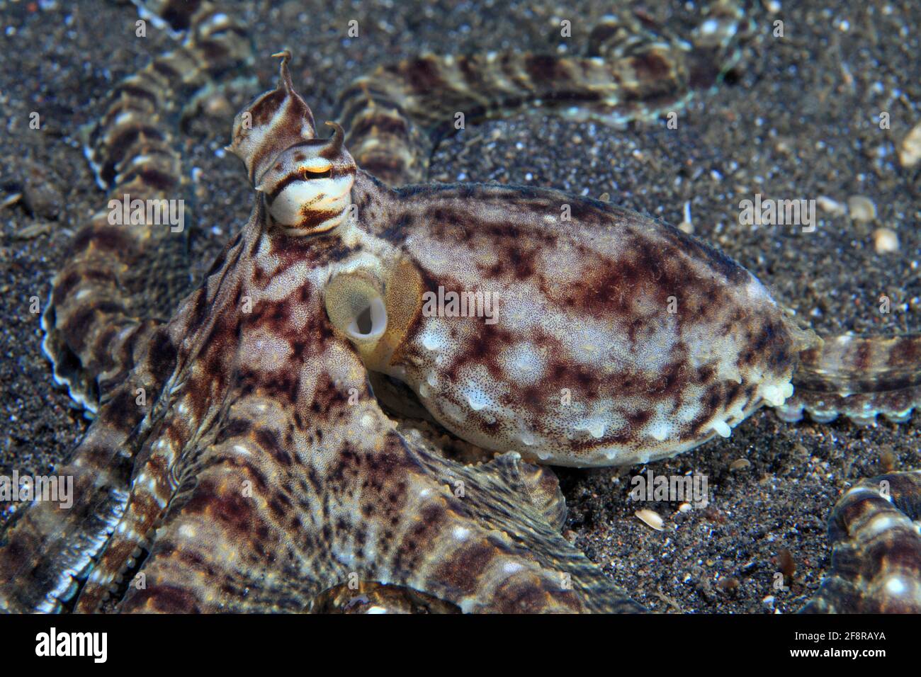 Mimikrykrake (Thaumoctopus mimicus) am Sandgrund (Lembeh, Sulawesi, Indonesien) - Mimic Octopus (Lembeh, Sulawesi,  Indonesia) Stock Photo