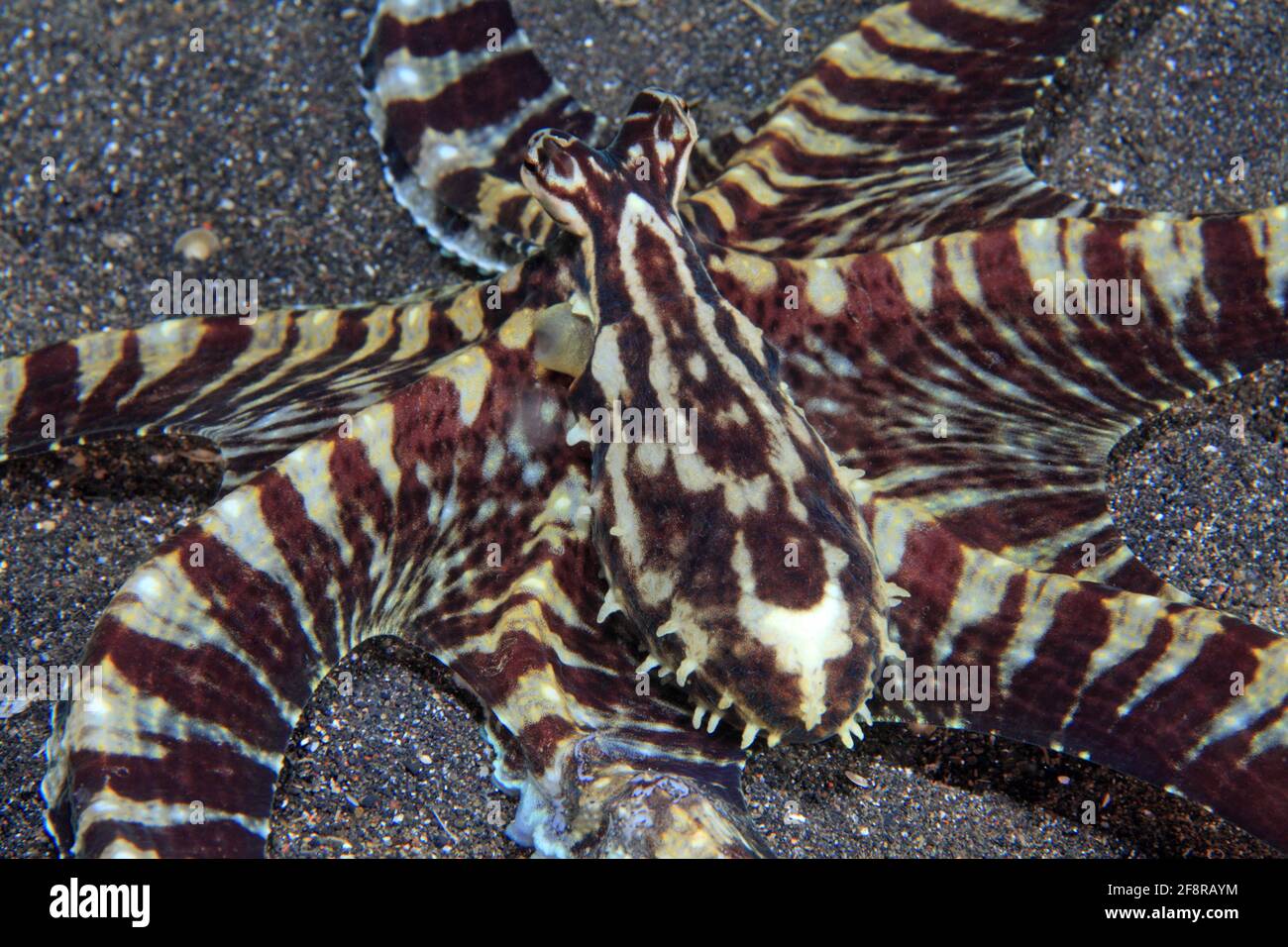 Mimikrykrake (Thaumoctopus mimicus) am Sandgrund (Lembeh, Sulawesi, Indonesien) - Mimic Octopus (Lembeh, Sulawesi,  Indonesia) Stock Photo