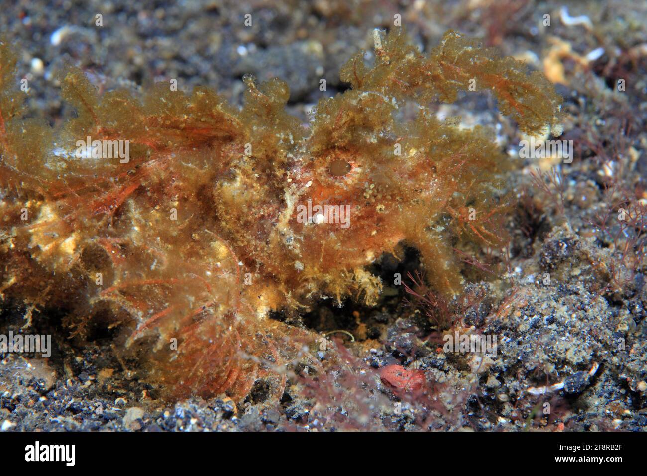 Ambon Skorpionsfisch (Pteroidichthys amboinensis), Ambon Scorpionfish, Lembeh, Sulawesi, Indonesia Stock Photo