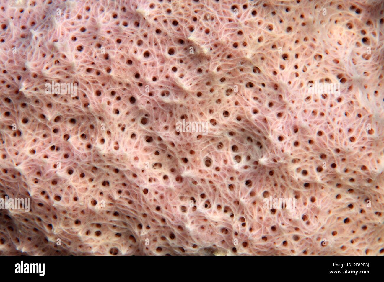 Lembeh, Sulawesi, Indonesia Stock Photo