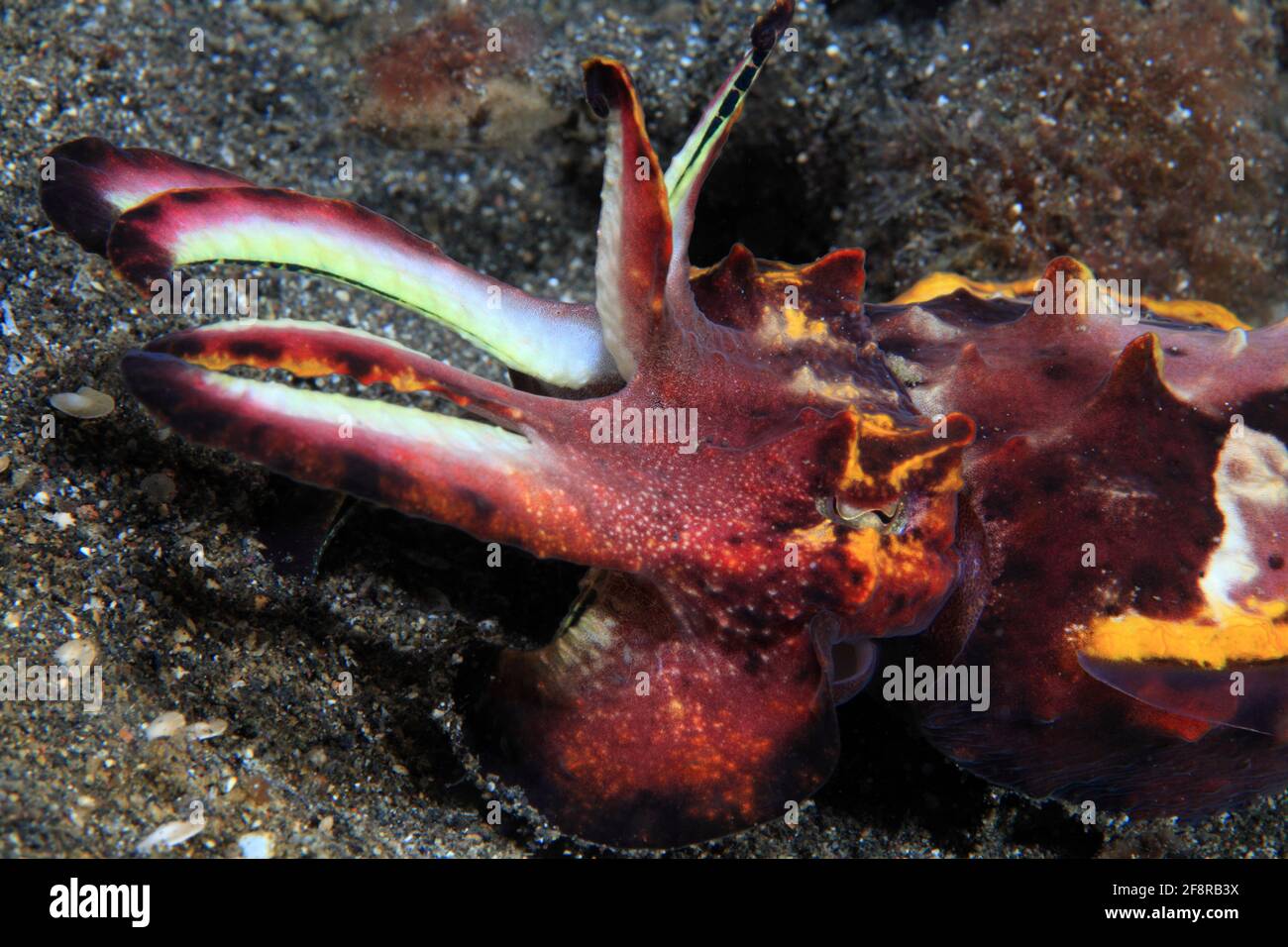 Pfeffers Prachtsepie, Flamboyant cuttlefish, Metasepia pfefferi, Lembeh, Sulawesi, Indonesia Stock Photo