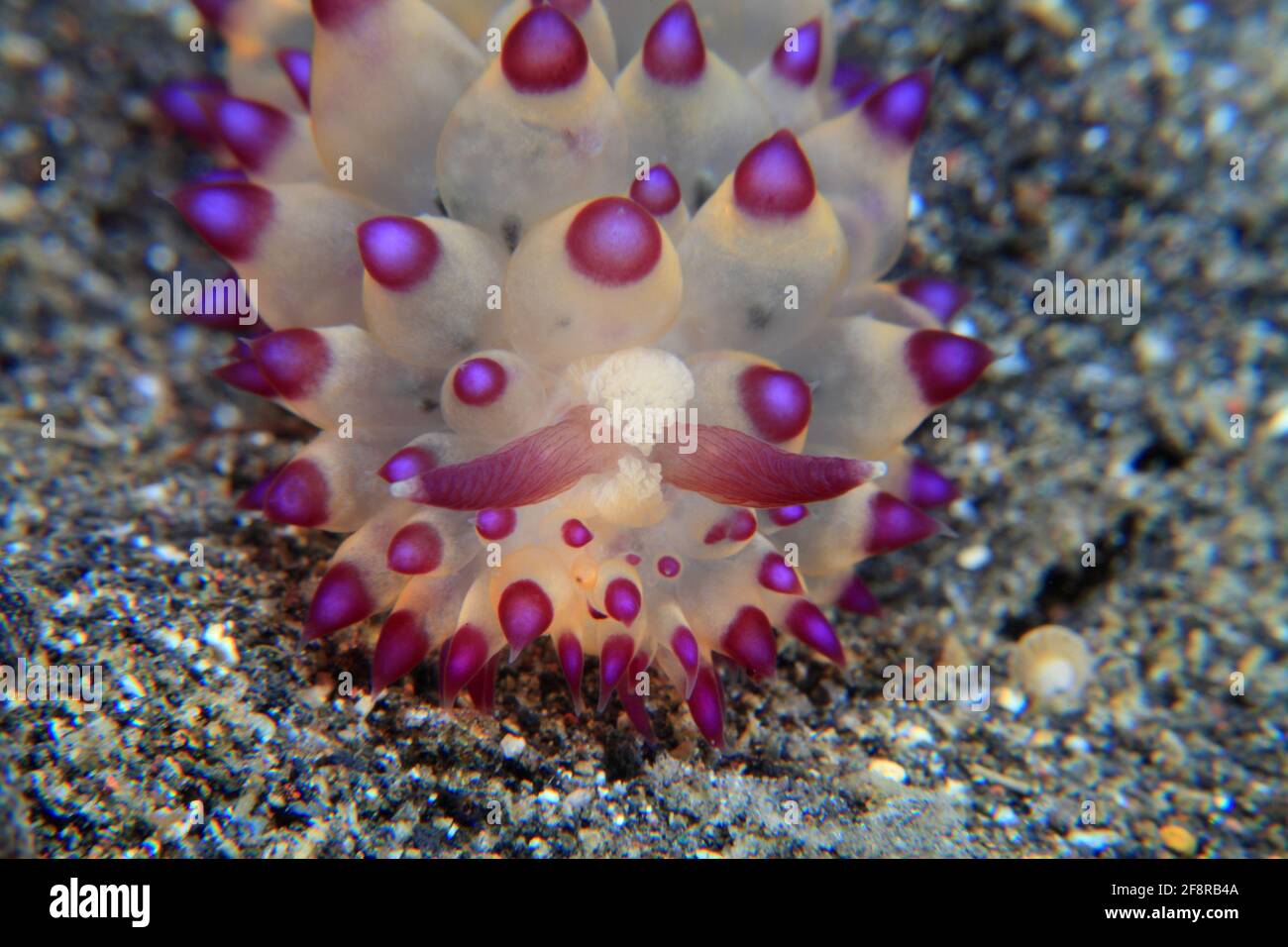 Lembeh, Sulawesi, Indonesia Stock Photo