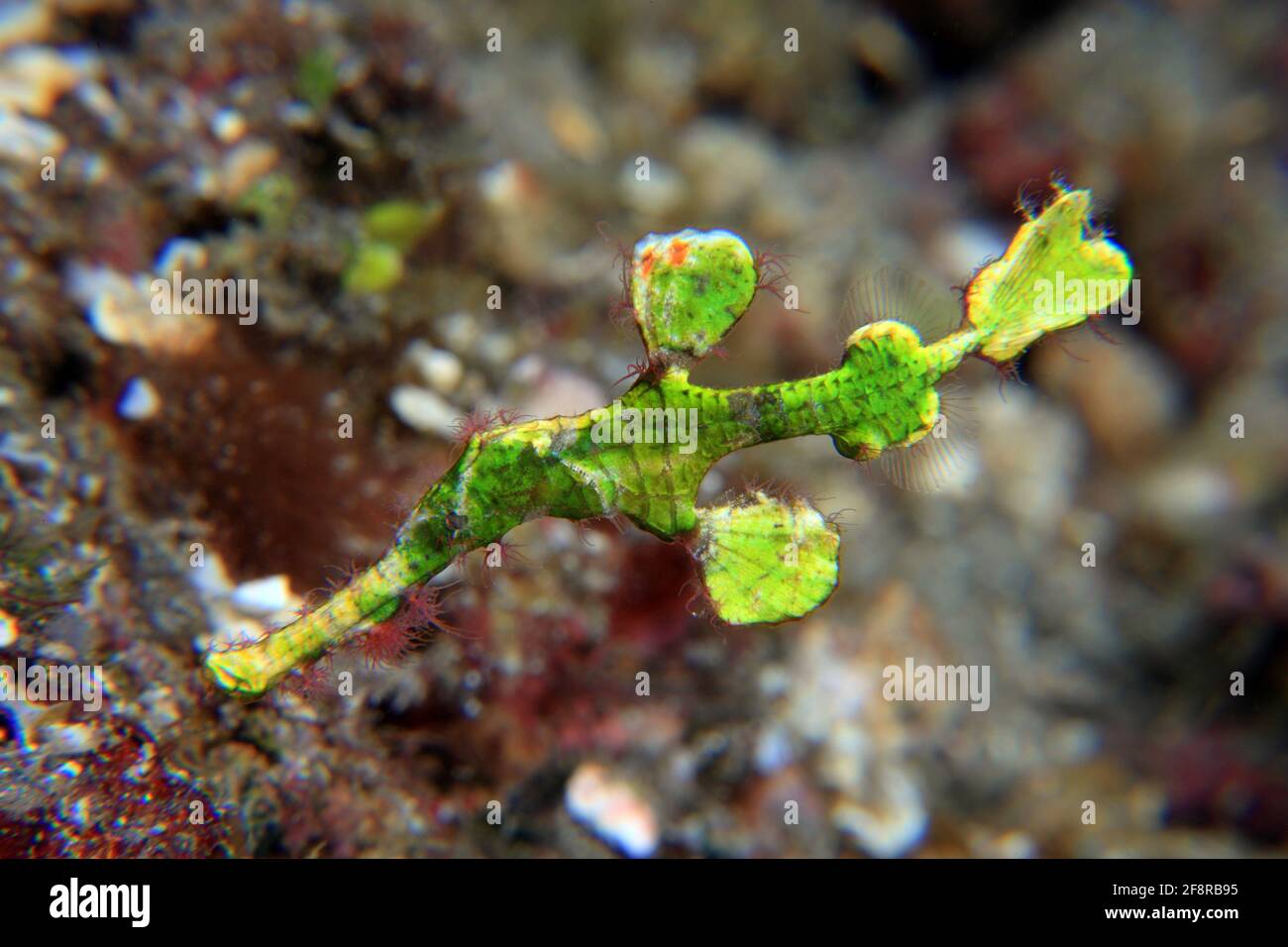 Halimeda Geisterpfeifenfisch (Solenostomus halimeda), (Lembeh) - Halimeda ghostpipefish (Lembeh, Indonesia) Stock Photo
