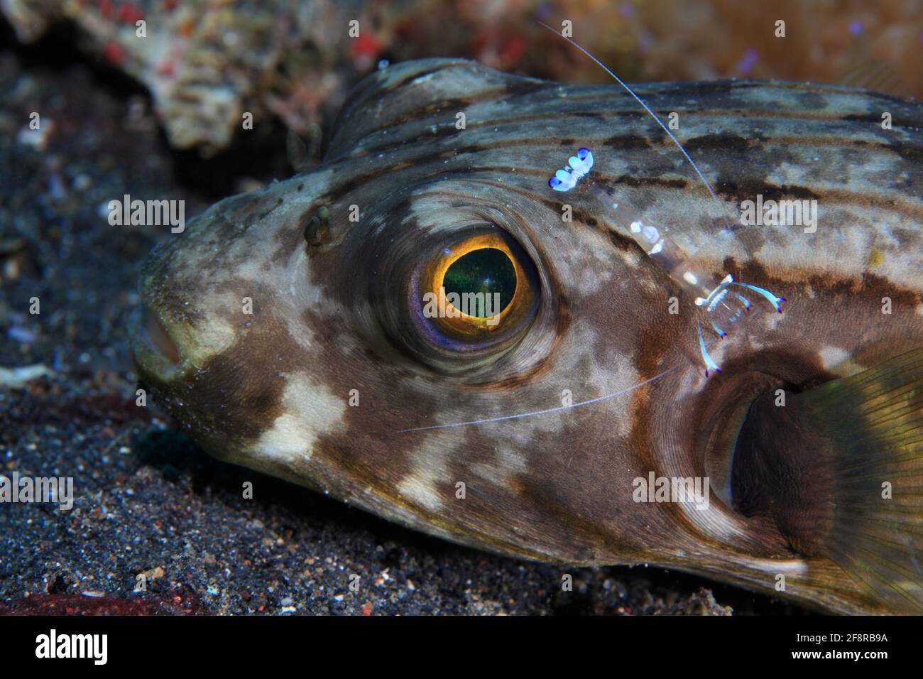 Manila-Kugelfisch, Narrow-lined puffer, Lembeh, Sulawesi, Indonesia Stock Photo