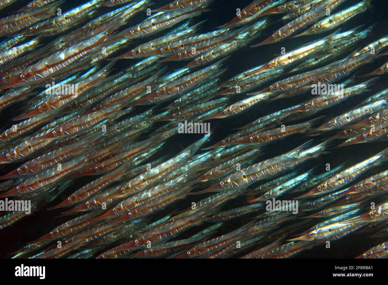 Gestreifter Schnepfenmesserfisch (Aeoliscus strigatus), - Rigid Shrimpfish / Rigid Razor Fish Stock Photo