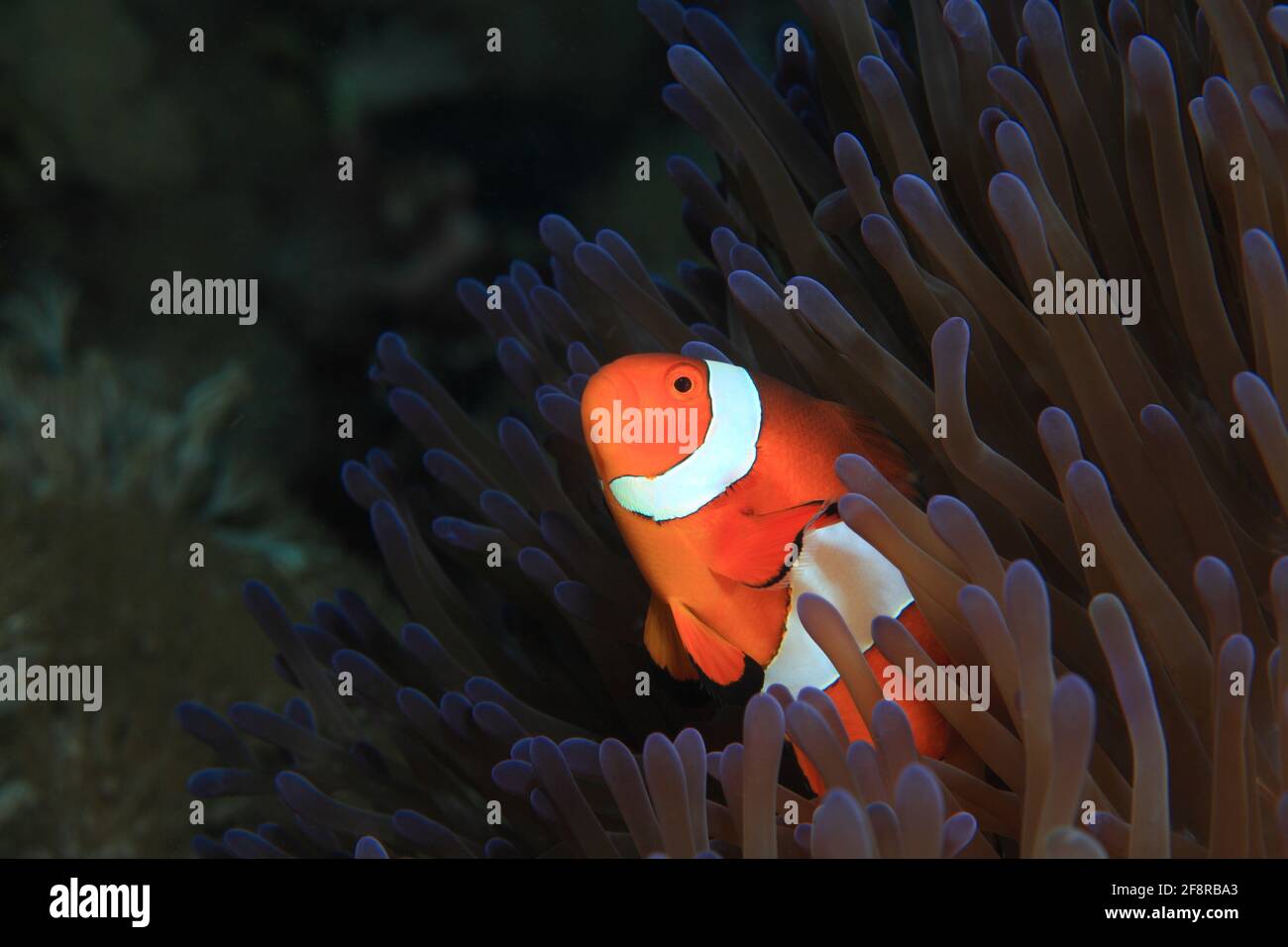Westlicher Clownfisch, Clownfish, Amphiprion ocellaris, Lembeh, Sulawesi, Indonesia Stock Photo