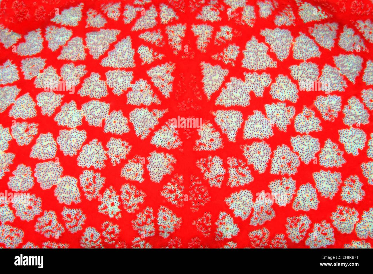 Nahaufnahme Seesterns (Indonesien) - Colse up of Sea star (Indonesia) Stock Photo