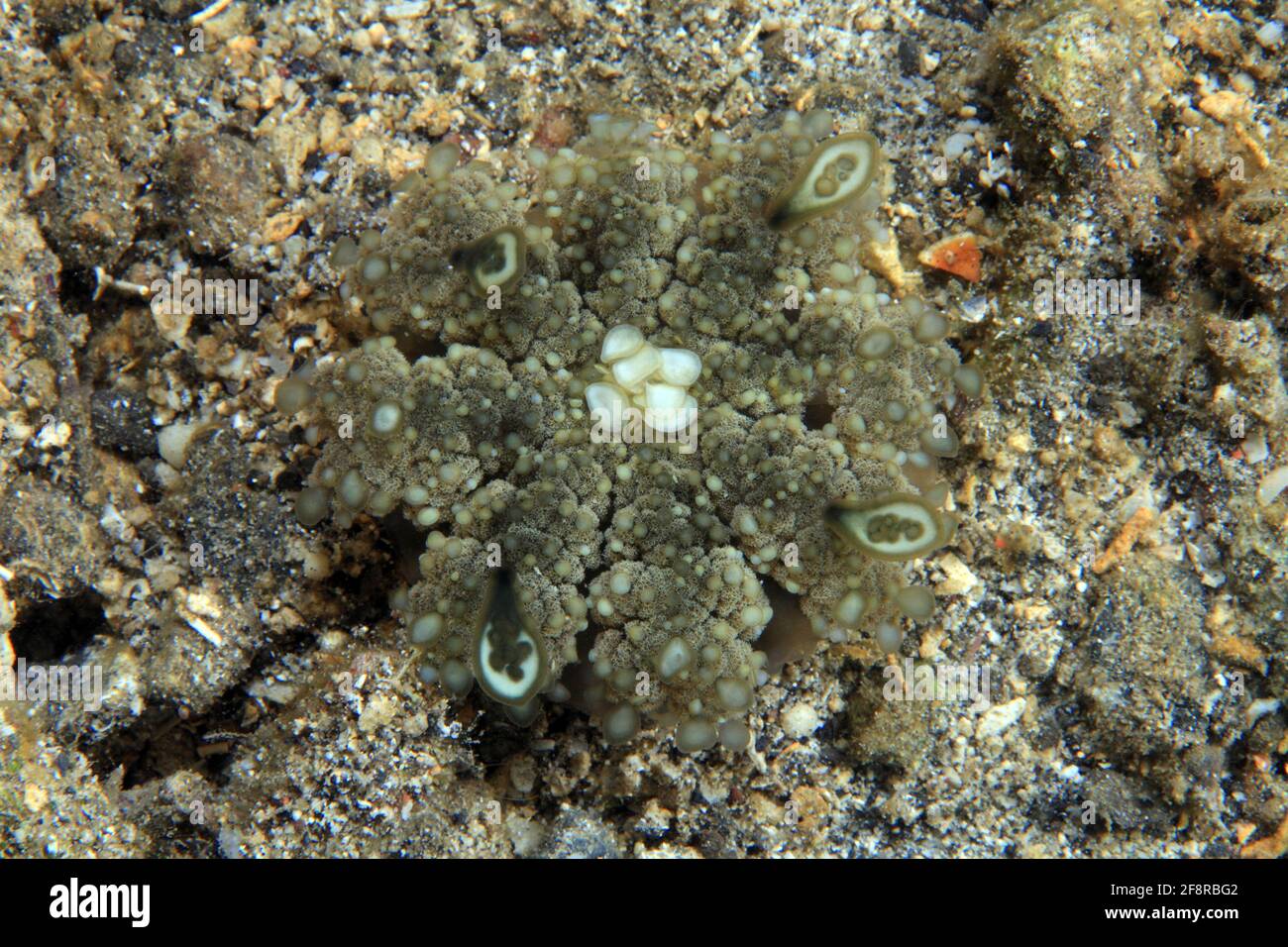 Mangrovenqualle (Cassiopea andromeda), (Lembeh, Sulawesi, Indonesien) - Upside Down Jellyfish (Lembeh, Sulawesi, Indonesia) Stock Photo