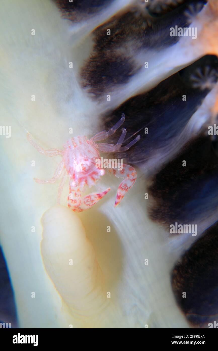 Porzellankrebs (Lissoporcellana sp.) auf einer Seefeder (Lembeh, Sulawesi, Indonesien) - Porcelain Crab (Lembeh, Sulawesi, Indonesia) Stock Photo