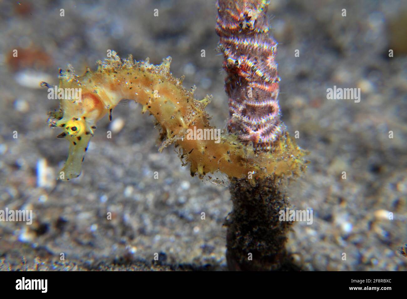 Dorniges Seepferdchen (Hypocampus hixtrix), (Lembeh, Sulawesi, Indonesien) - Thorny seahorse (Lembeh, Sulawesi, Indonesia) Stock Photo