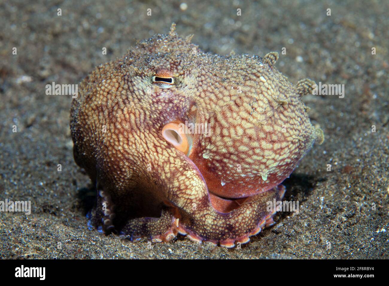 Kokosnuss Krake (Octopus marginatus), (Lembeh, Sulawesi, Indonesien) - Coconut octopus (Lembeh, Sulawesi, Indonesia) Stock Photo
