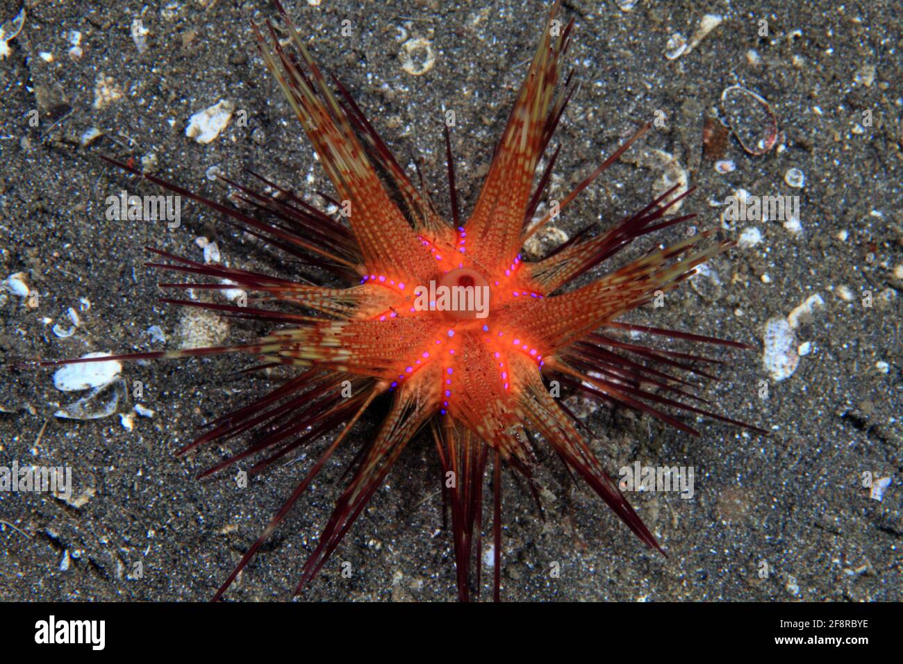 Roter Diademseeigel auf Sandgrund, Astropyga radiata (Lembeh, Sulawesi, Indonesien) - Blue spotted sea urchin (Lembeh, Sulawesi, Indonesien) Stock Photo