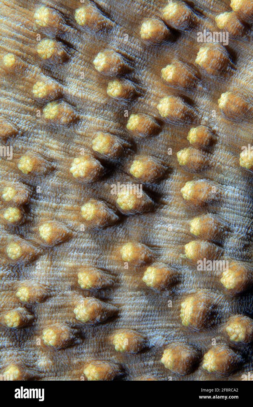 Nahaufnahme einer Koralle (Indonesien) - Colse up of Coral (Indonesia) Stock Photo