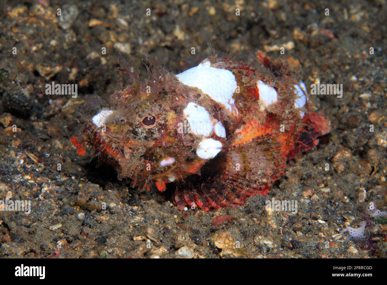 Buckel-Drachenkopf (Scorpaenopsis diabolus) liegt gut getarnt im Riff (Lembeh, Sulawesi, Indonesien) - Devil Scorpionfish / False Stonefish (Lembeh, S Stock Photo