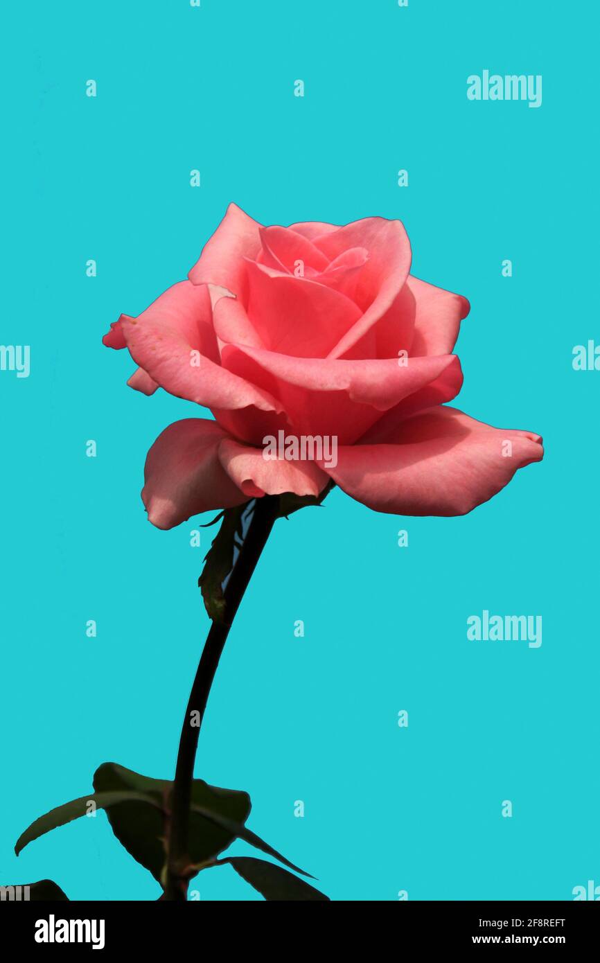 Vertical shot of a fully bloomed pink rose with a long stem isolated on a  blue background Stock Photo - Alamy