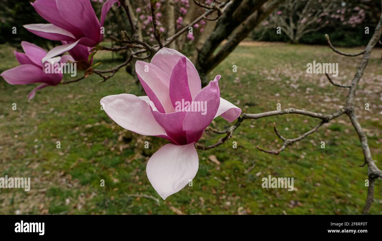 March. Delicate Magnolia Blossom Time Stock Photo