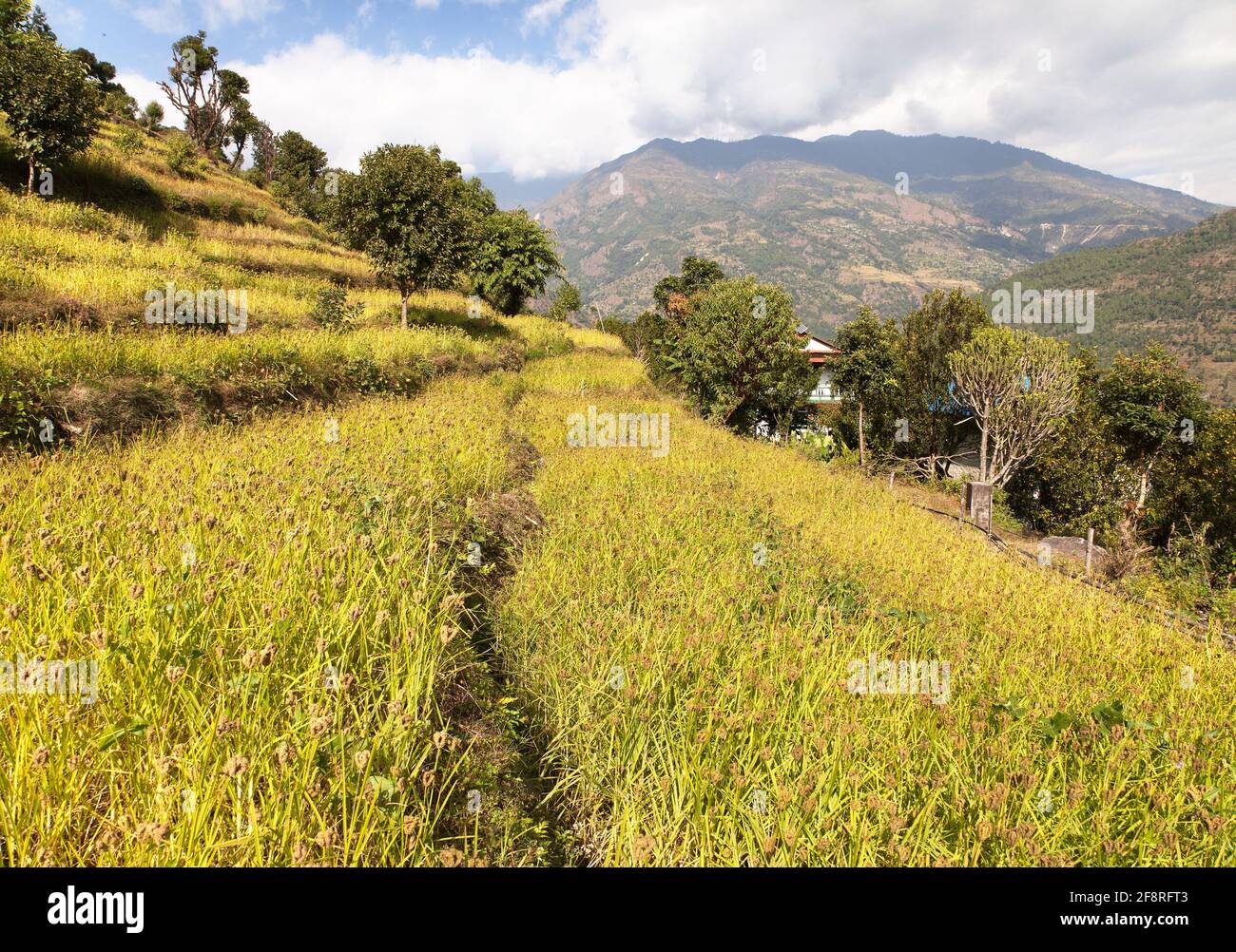 golden terraced rice field in Solukhumbu valley, Nepal Stock Photo