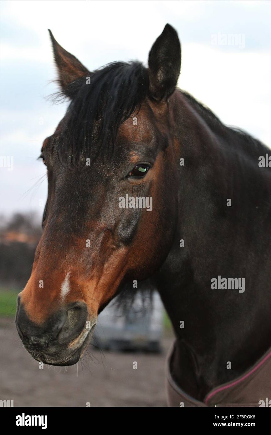 Head of a brown horse as a close up Stock Photo