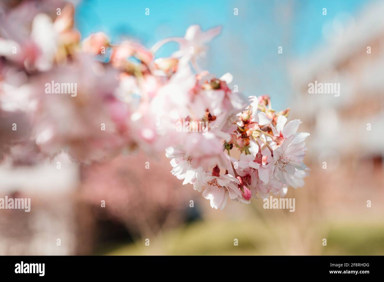 cherry blossom with bokee Stock Photo