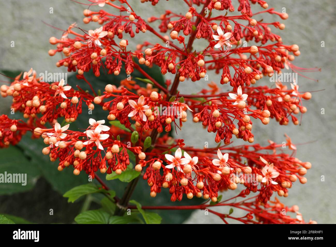 Close up red flowers of Clerodendrum Paniculatum or Pagoda Flower taken in Flores, Indonesia Stock Photo