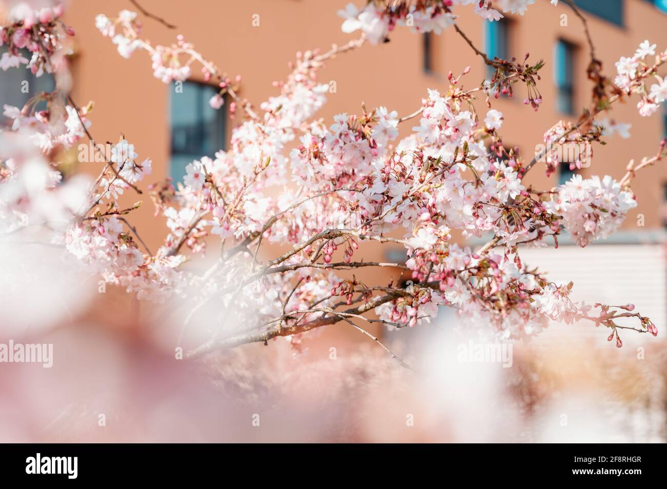 cherry blossom with bokee Stock Photo