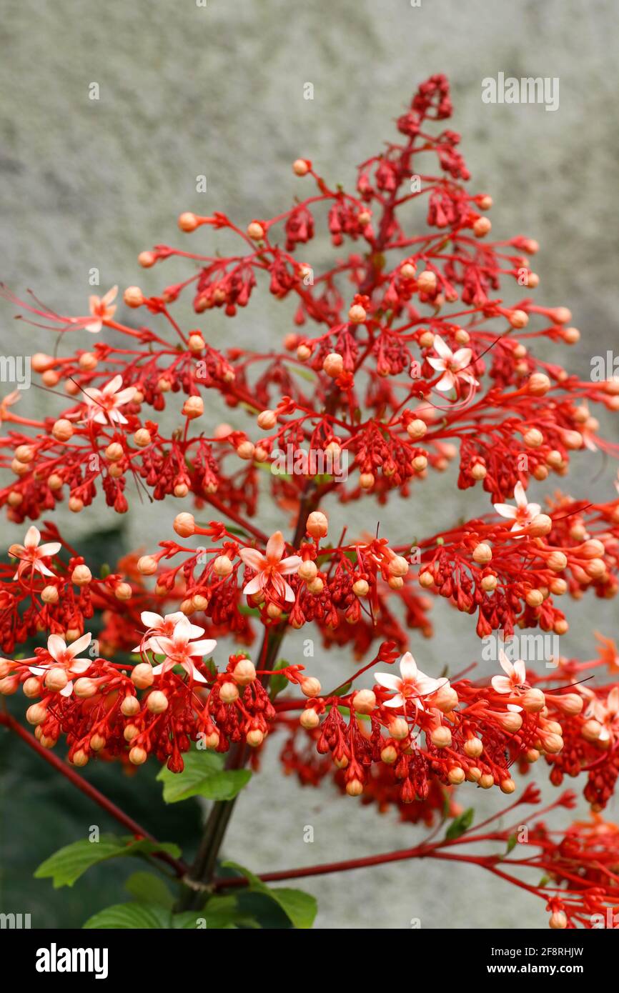 Close up red flowers of Clerodendrum Paniculatum or Pagoda Flower taken in Flores, Indonesia Stock Photo