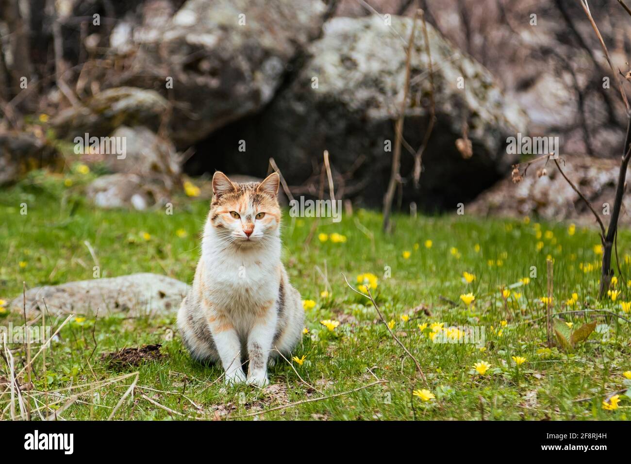 Lovely cat sitting on grass full of tiny yellow flowers in spring next to the stone Stock Photo