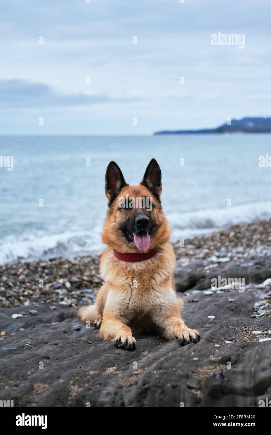 german shepherd leather collar