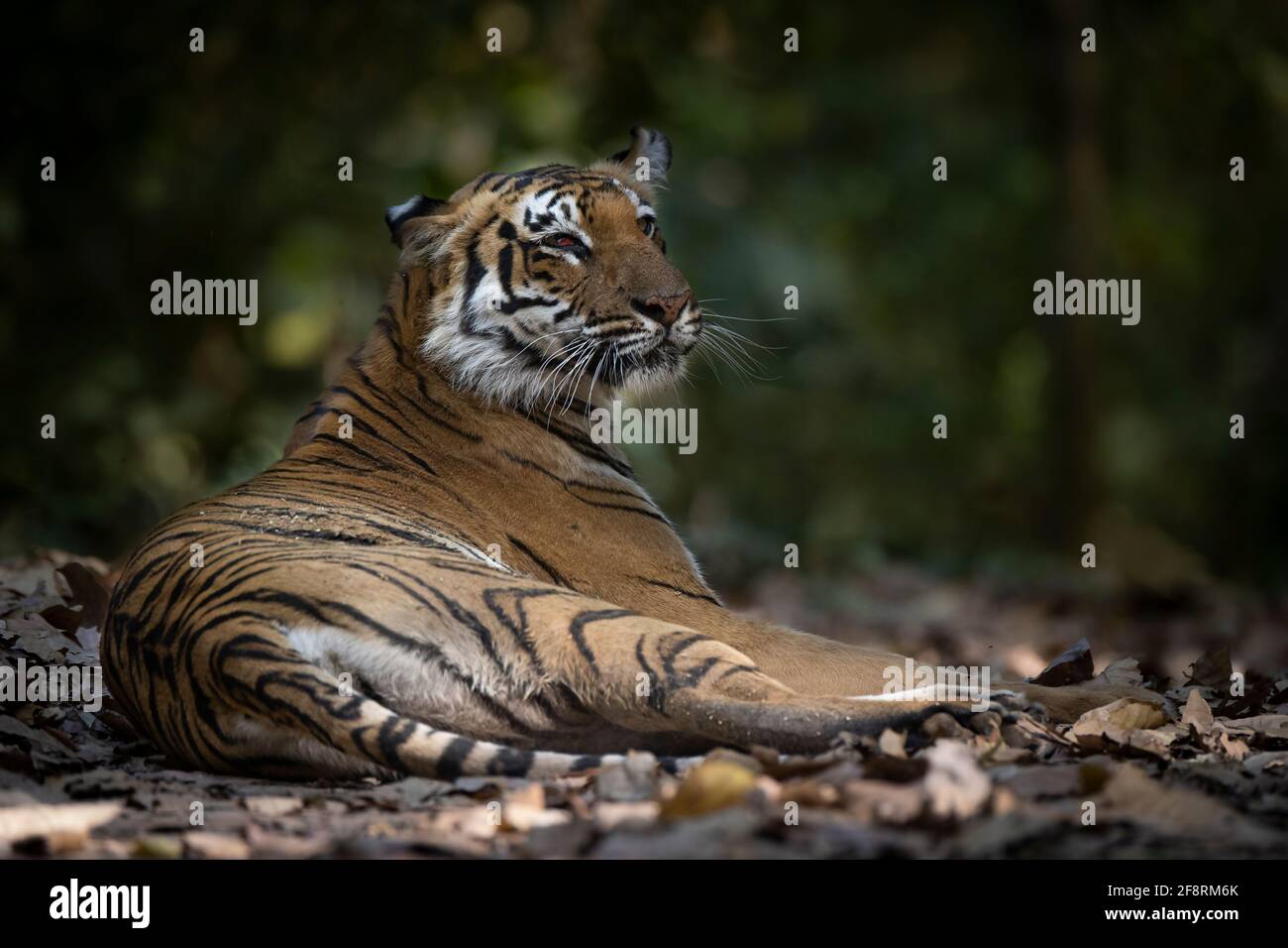 A wild Royal Bengal Tiger of Corbett National Park Stock Photo - Alamy