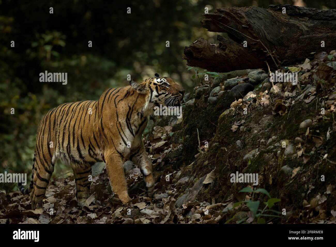 A wild Royal Bengal Tiger of Corbett National Park Stock Photo