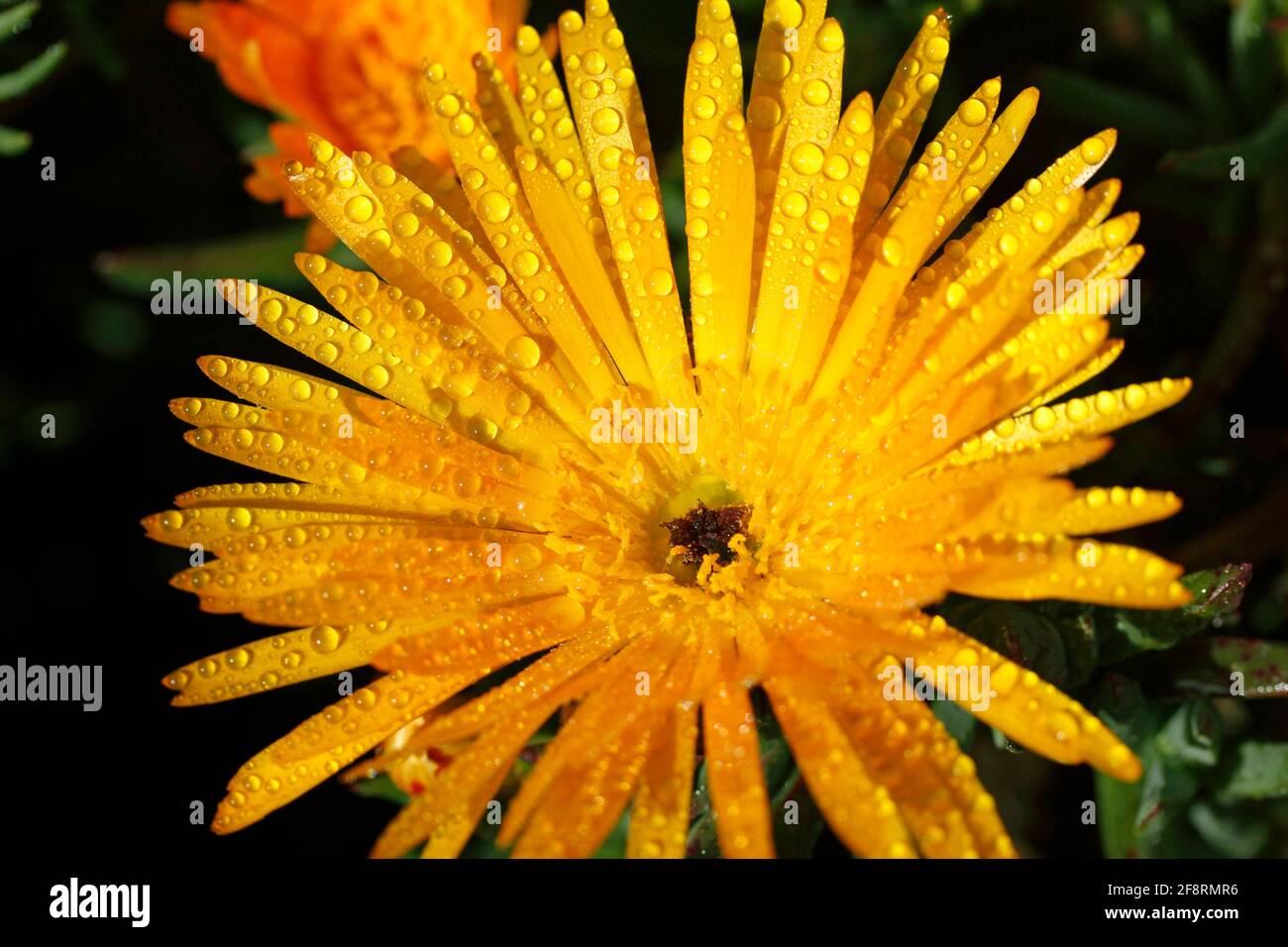 Mesembryanthemum with droplets. Stock Photo