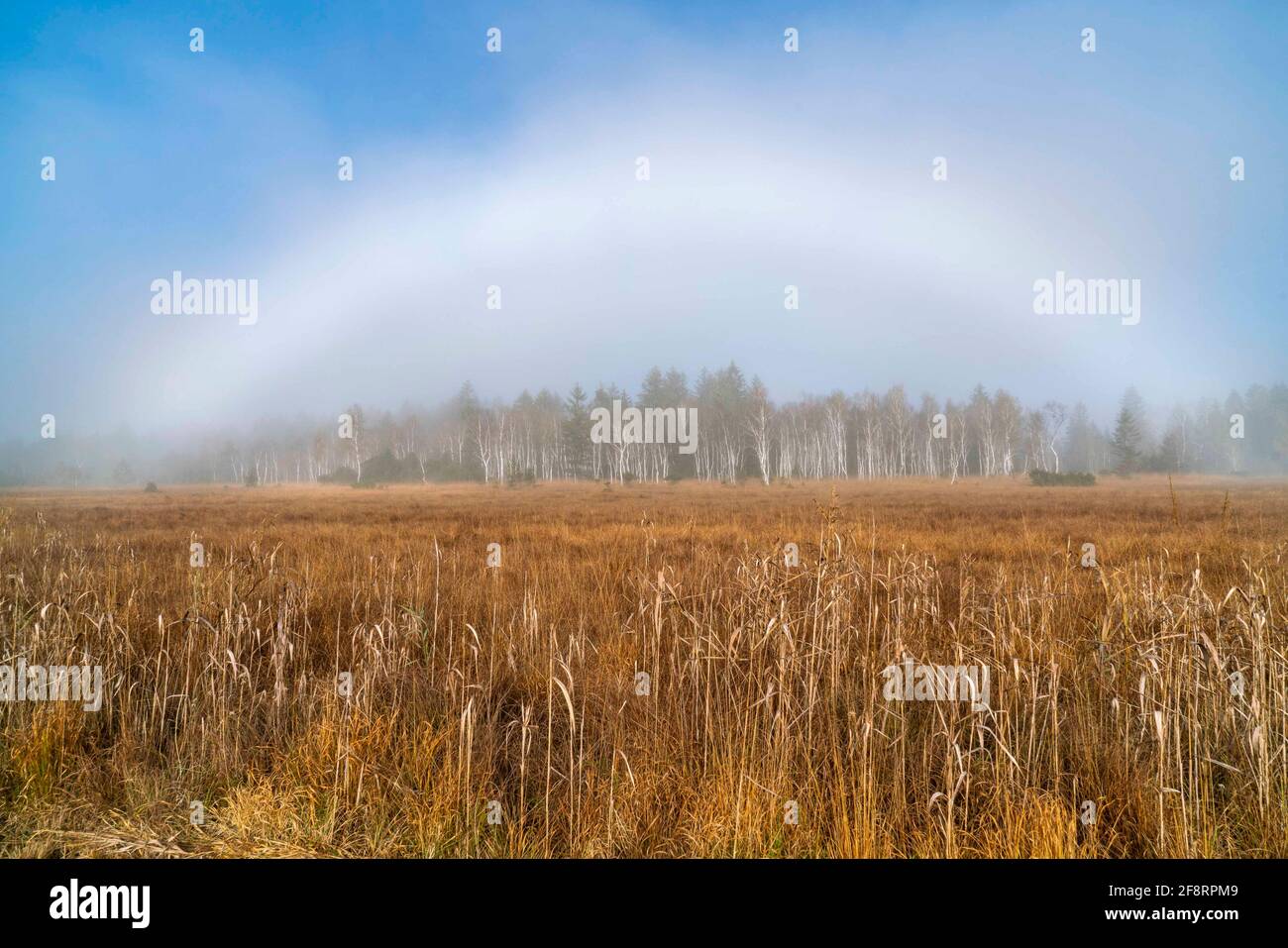 moor landscape with rainbow over a birch forest, Germany, Bavaria, Oberbayern, Upper Bavaria, Murnauer Moos Stock Photo