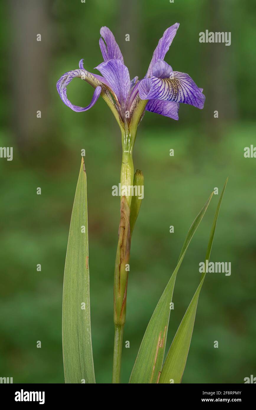 Siberian Iris, Siberian flag (Iris sibirica), blooming, Germany, Bavaria, Oberbayern, Upper Bavaria Stock Photo