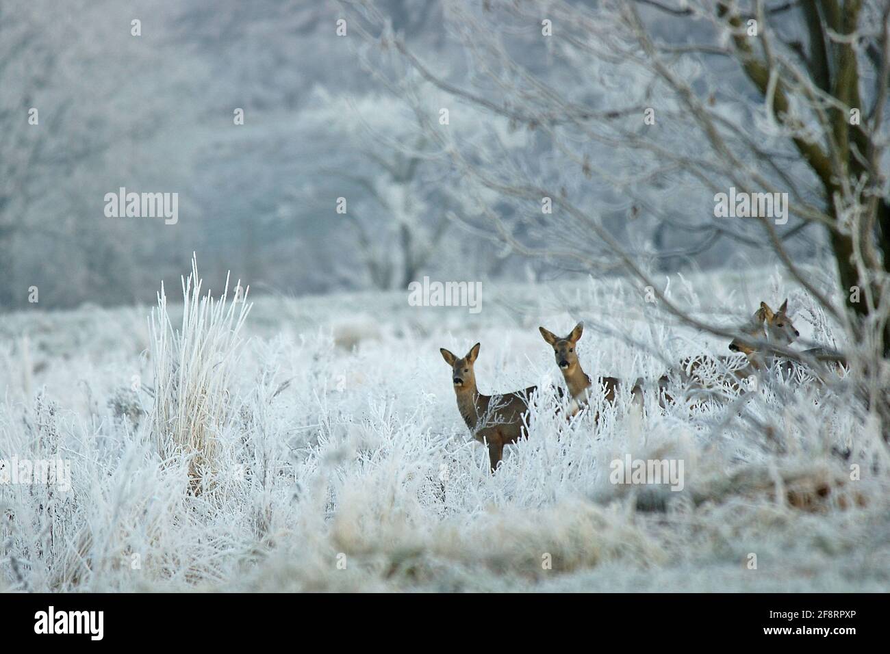 roe deer (Capreolus capreolus), females on wasteland with hoar frost, Germany, Hesse Stock Photo
