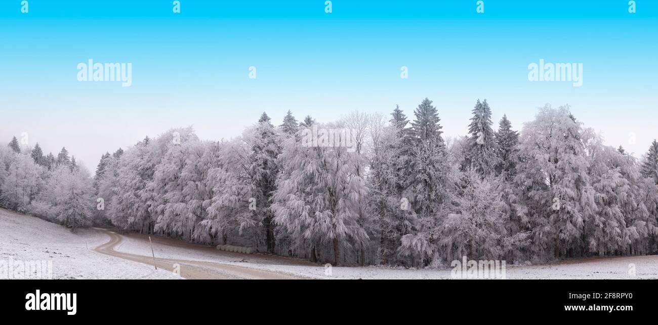 mixed forest covered in hoarfrost along a roadway, Germany, Bavaria, Ammergebirge Stock Photo