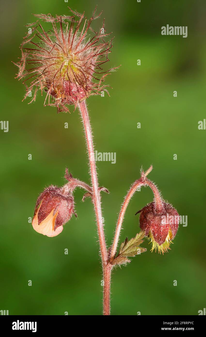 purple avens, water avens (Geum rivale), flowers and infructescence, Germany, Bavaria Stock Photo