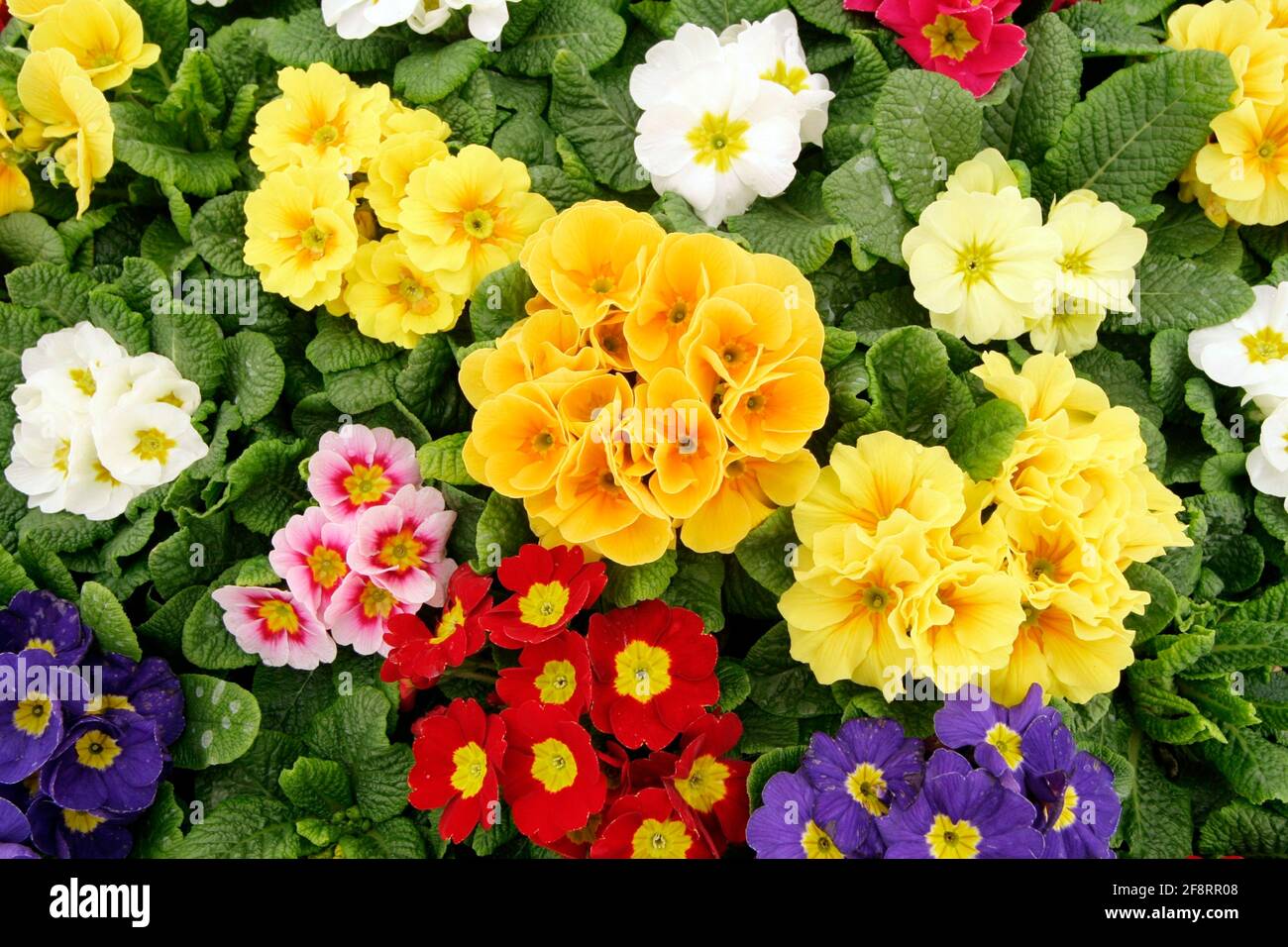 true English primrose (Primula acaulis, Primula vulgaris), different-coloured primroses in the greenhouse of a nursery, Austria Stock Photo