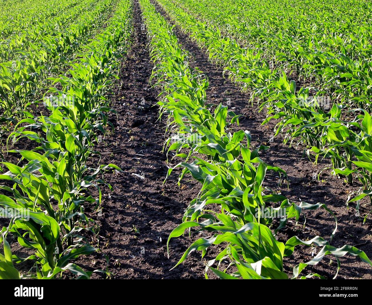 Germination Corn High Resolution Stock Photography and Images Alamy