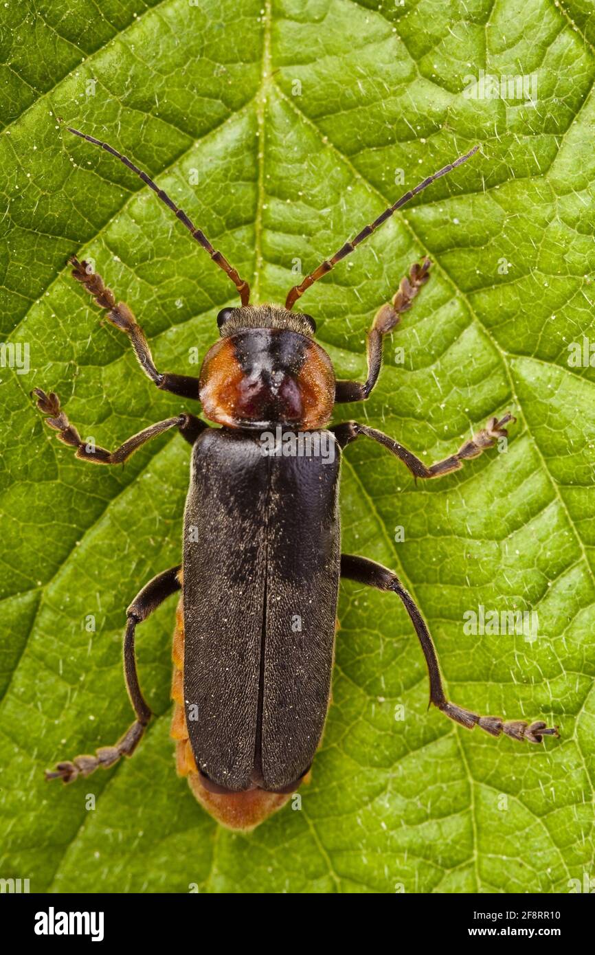 common cantharid, common soldier beetle (Cantharis fusca), sits on a leaf Stock Photo