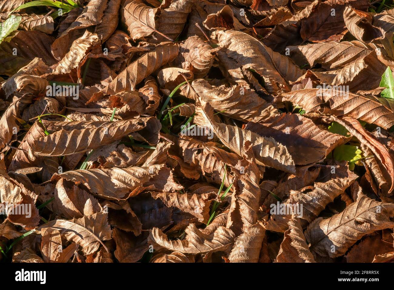 autumn leaves, Germany, Bavaria Stock Photo