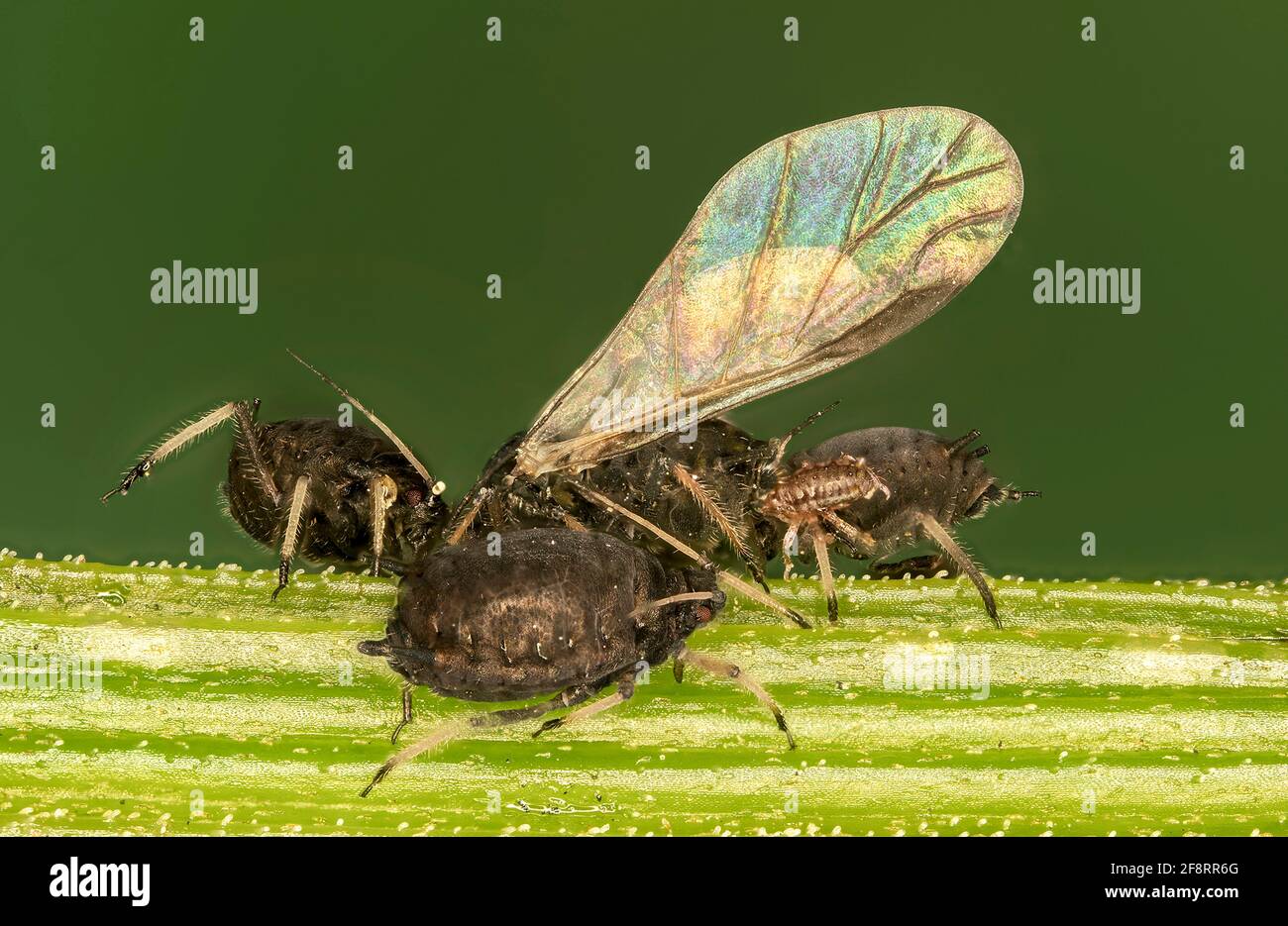 aphids (Aphidoidea), winged female delivers a larva, Germany, Bavaria Stock Photo