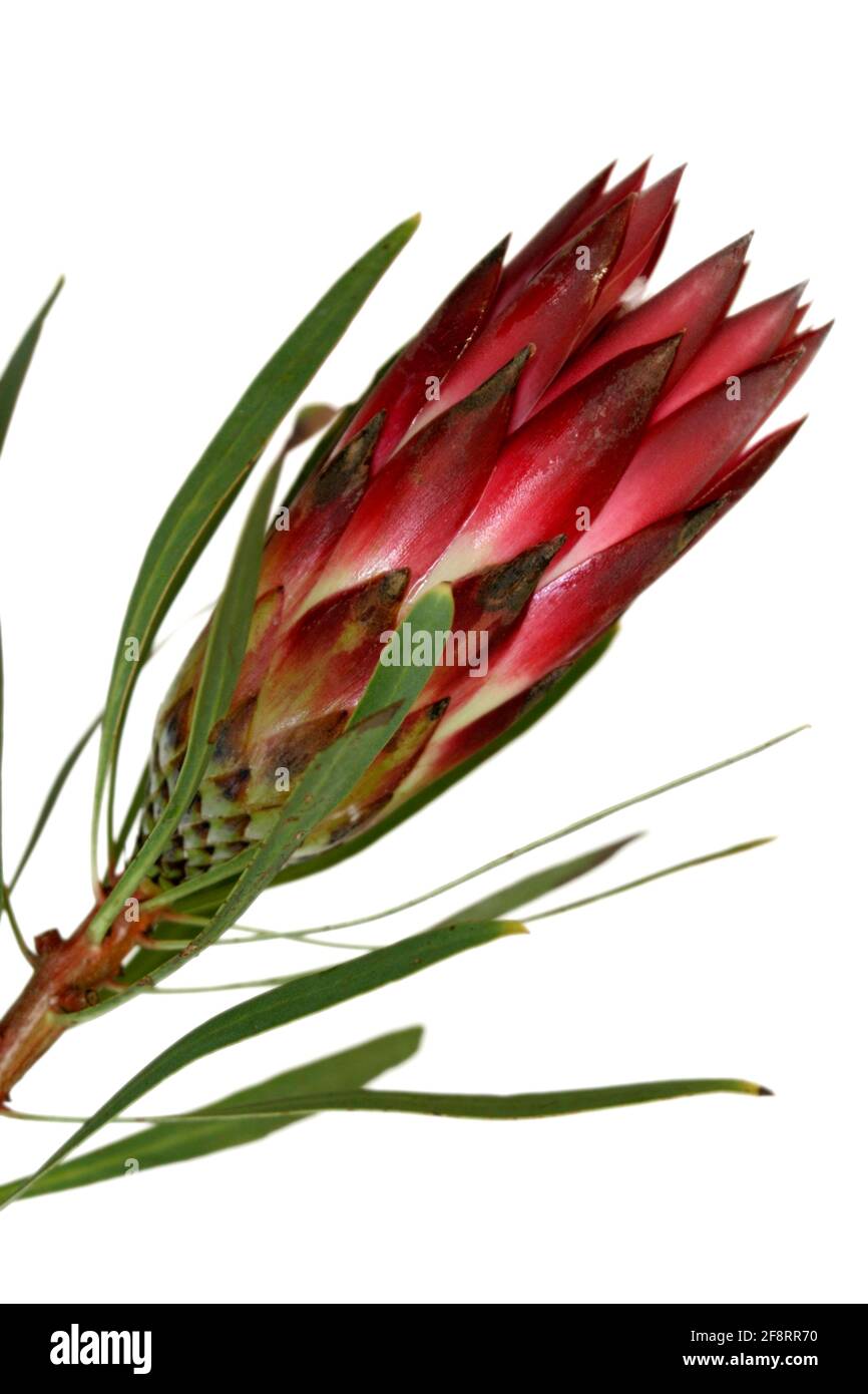 Protea, inflorescence, cutout Stock Photo