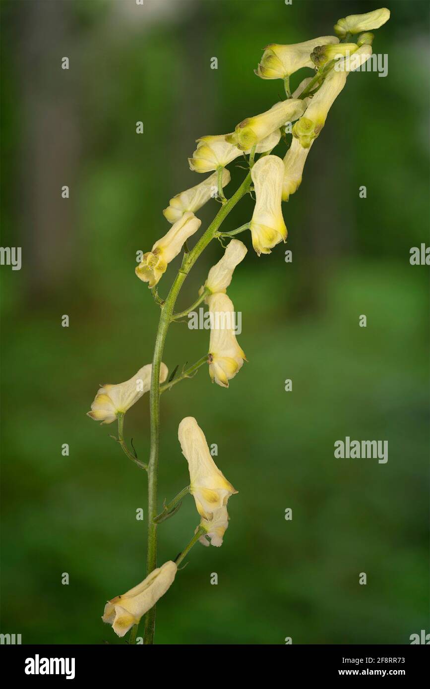 Yellow wolfsbane, Northern Wolfsbane, Monkshood, Wolf's bane (Aconitum lycoctonum ssp. vulparia, Aconitum vulparia), inflorescence, Germany, Bavaria, Stock Photo